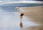 Cannon Beach dogs